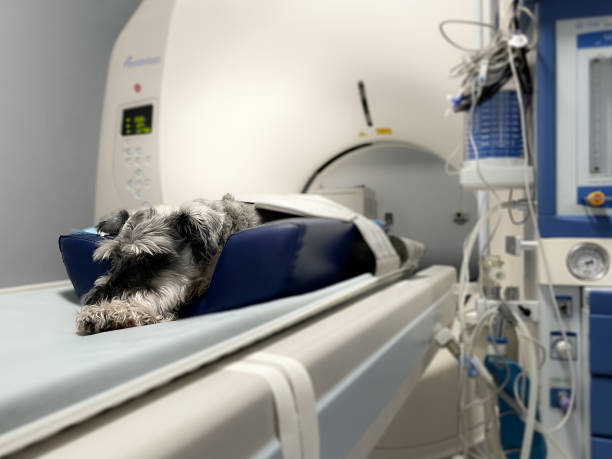Tail-Wagging Wellness: Integrating Hyperbaric Chambers into Canine Healthcare