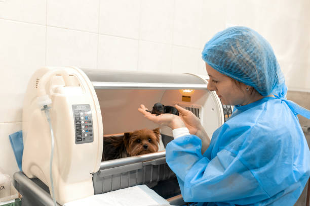 Chambered Comfort: How Hyperbaric Therapy Can Support Dogs in Various Health Conditions
