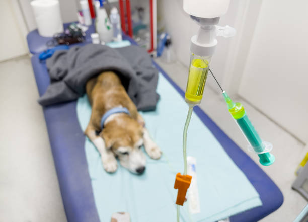 Pawsitively Healing: The Role of Oxygen Therapy in Canine Cancer Treatment