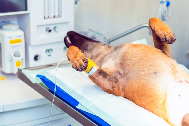 Hopeful Howls: Oxygen Therapy and its Potential Benefits in Canine Oncology
