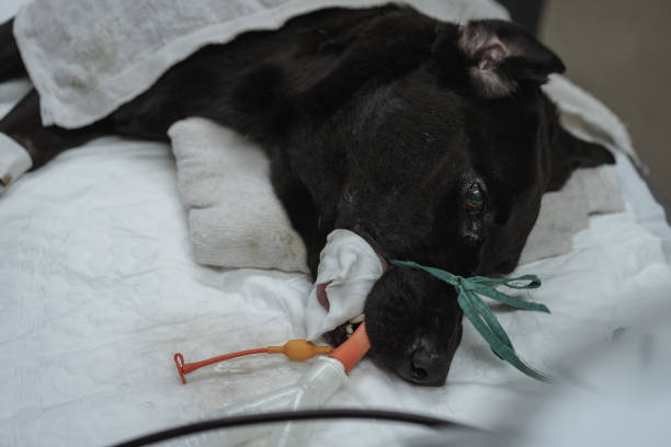 Tailored Treatment: Personalizing Care for Dogs with Cancer through Oxygen Therapy