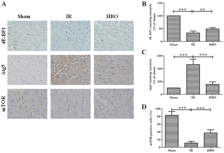 4-evaluation-of-cardioprotective-effects-of-hbot.png