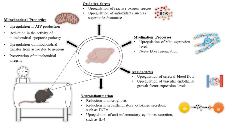hbot-in-neurological-diseases.png
