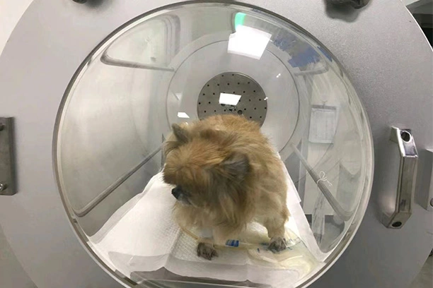 Pressure Points: Exploring the Science Behind Hyperbaric Chambers for Dogs