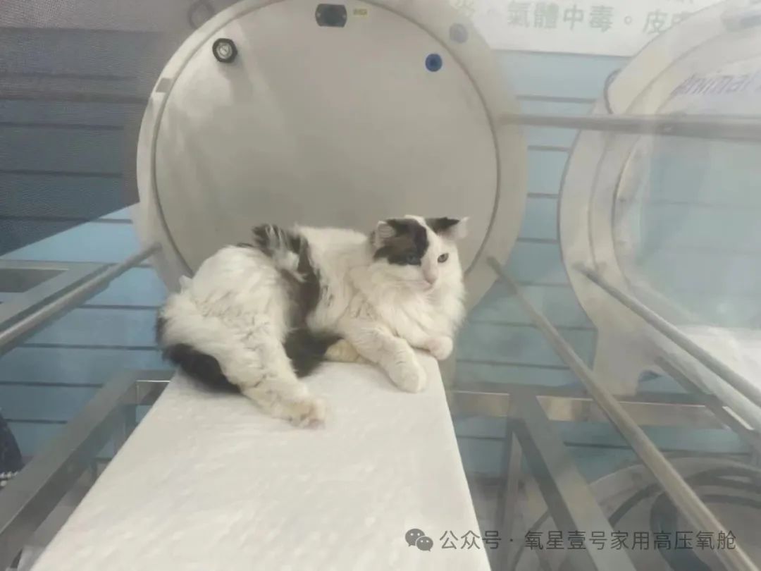 canine-hyperbaric-chamber-treatment.jpg canine-hyperbaric-chamber-treatment.jpg