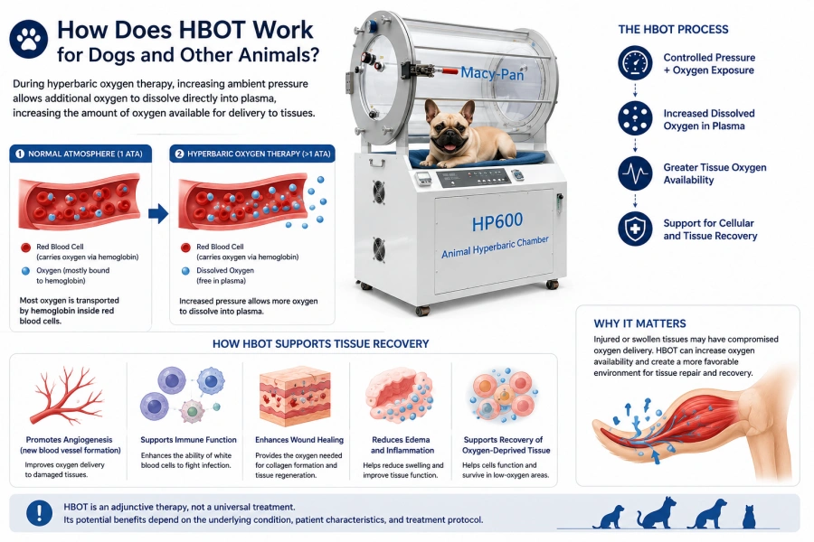 How HBOT Works.webp