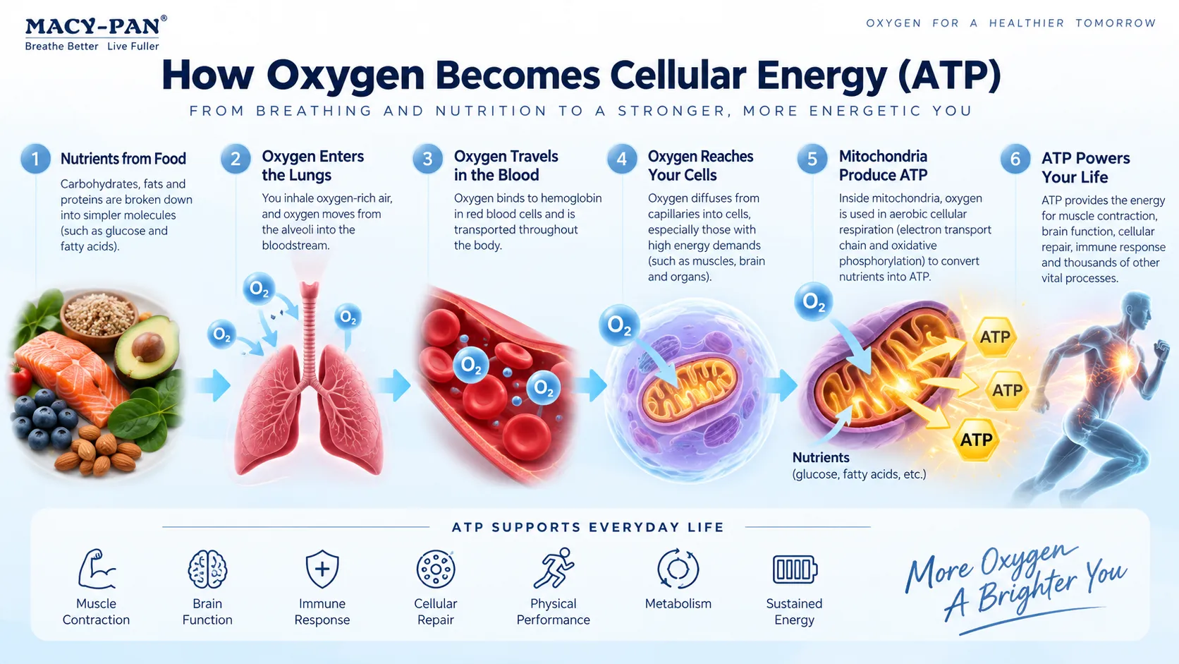 How Oxygen Becomes Cellular Energy (ATP) How Oxygen Becomes Cellular Energy (ATP)